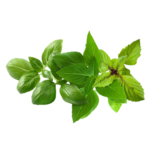 Click and Grow Smart Garden Refill 9-pack - Basil Variety Mix