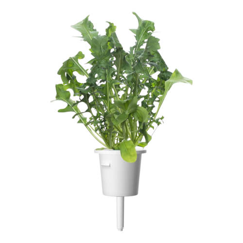 Click and Grow Smart Garden Refill 3-pack - Arugula