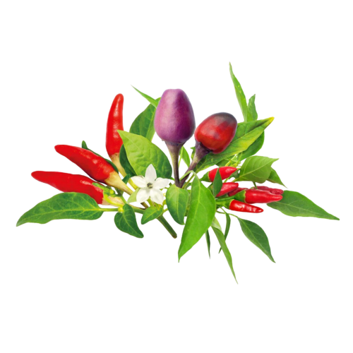 Click and Grow Smart Garden Refill 9-pack - Chili Pepper Mix