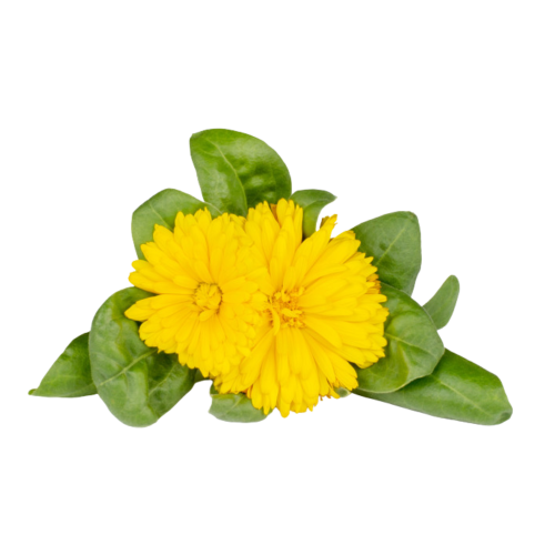 Click and Grow Smart Garden Refill 3-pack - Calendula